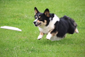 尻尾が魅力的なワンコ　静岡のワンコカメラマン