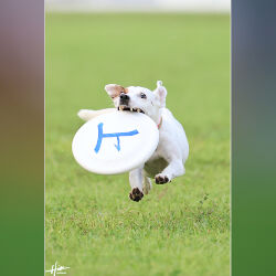 SUNちゃん凄い勢いで駆けてくる！静岡のワンコカメラマン。