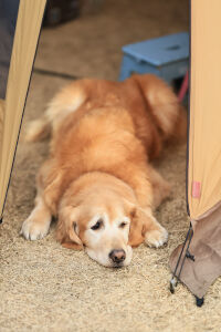 留守番する表情が寂しげ　静岡のワンコカメラマン