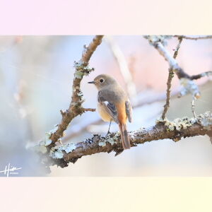 野鳥の写真もたまには撮ります。静岡のワンコカメラマン