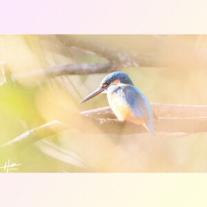 野鳥の写真もたまには撮ります。静岡のワンコカメラマン