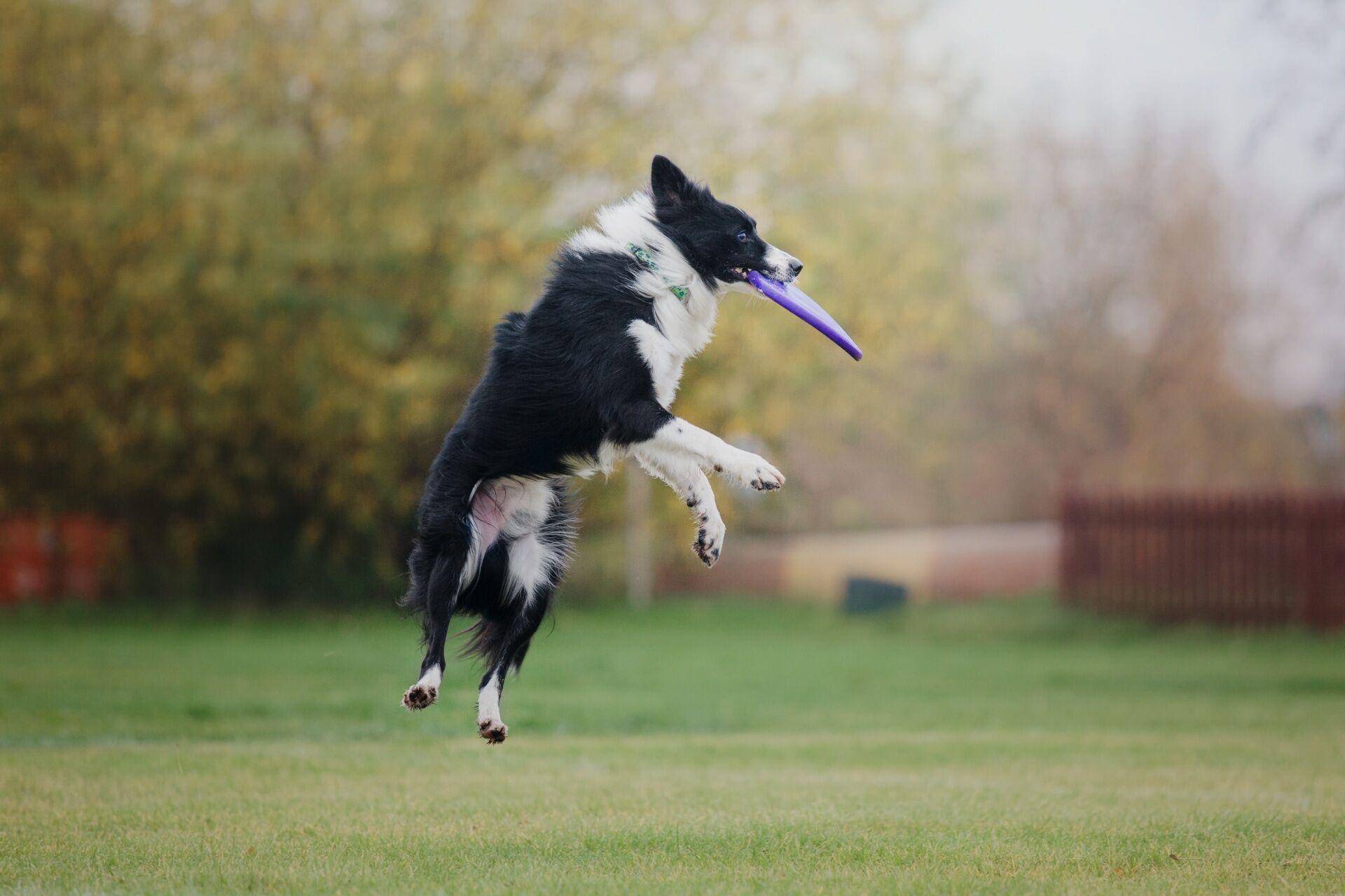 犬